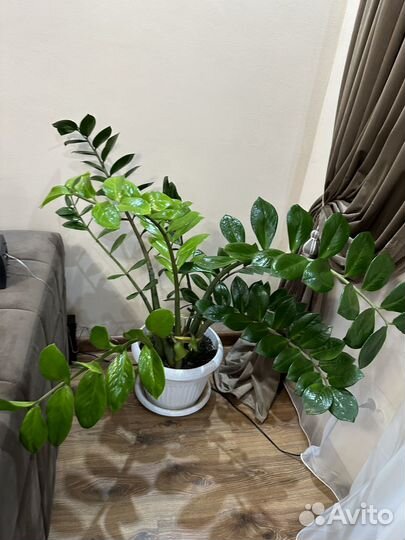 Замиокулькас