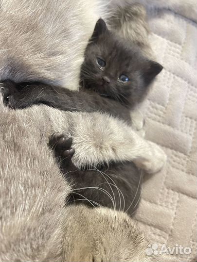 Котенок в добрые руки