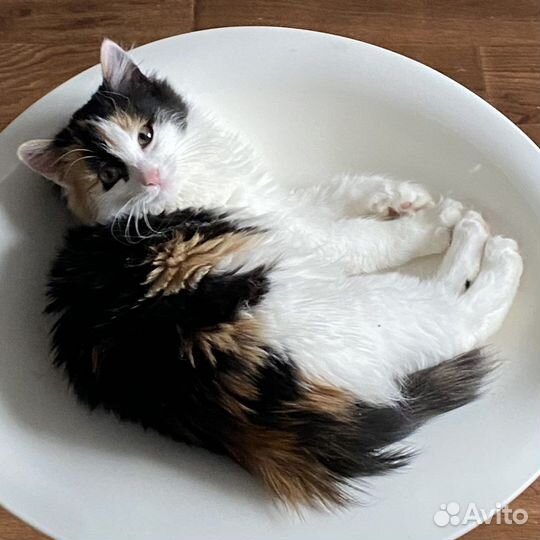 Котенок