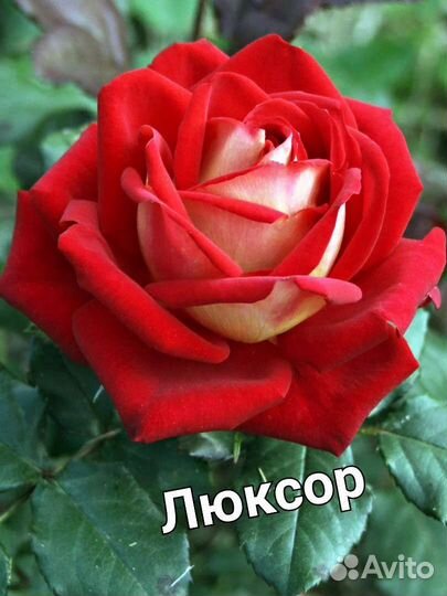 Саженцы роз