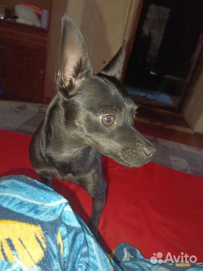 Вязка той-терьер девочка