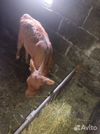 Телята телки