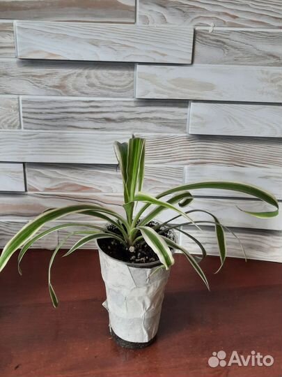 Хлорофитум хохлатый