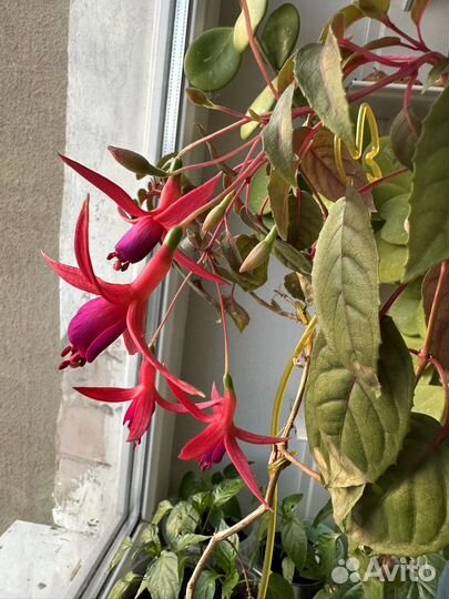 Фуксия немантантус хойя