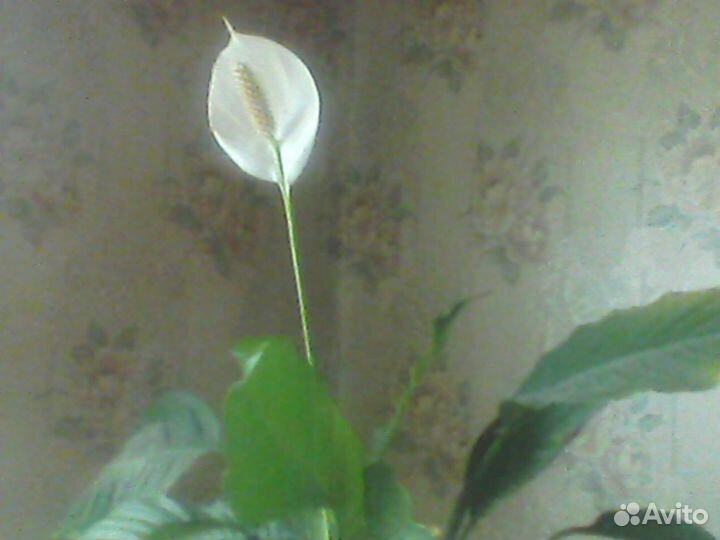 Отростки цветка Спатифиллум (Женское счастье)