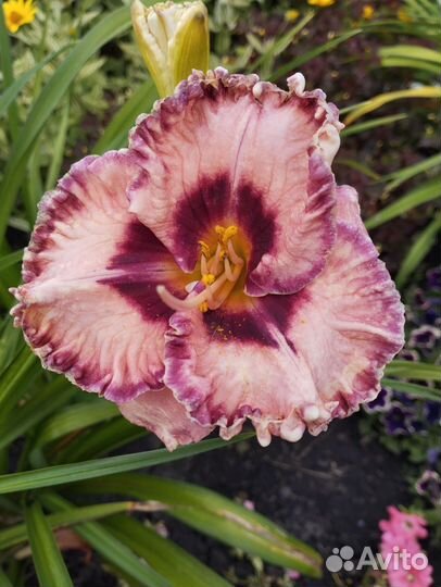 Лилейники сортовые