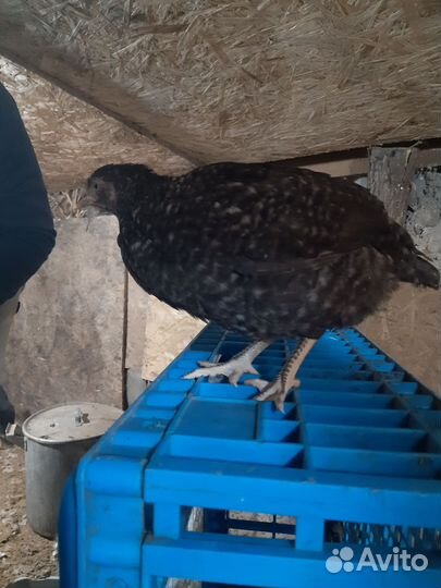 Куры молодки несушки