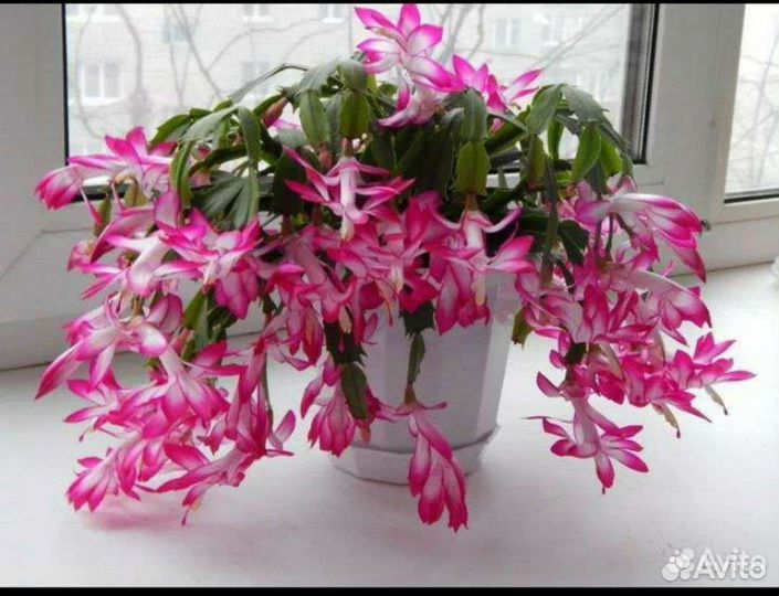 Декабрист шлюмбергера