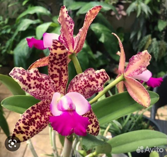 Редкие орхидеи