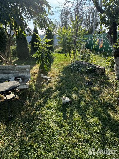 Отдам прикольных котят в добрые руки