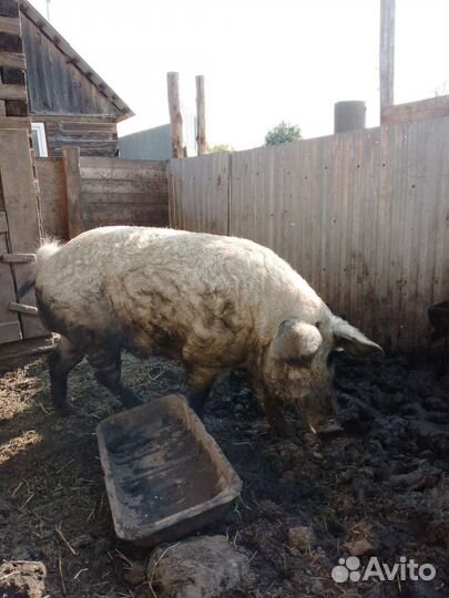 Хряк и поросята