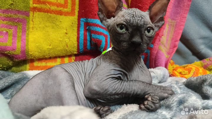 Канадский сфинкс котенок