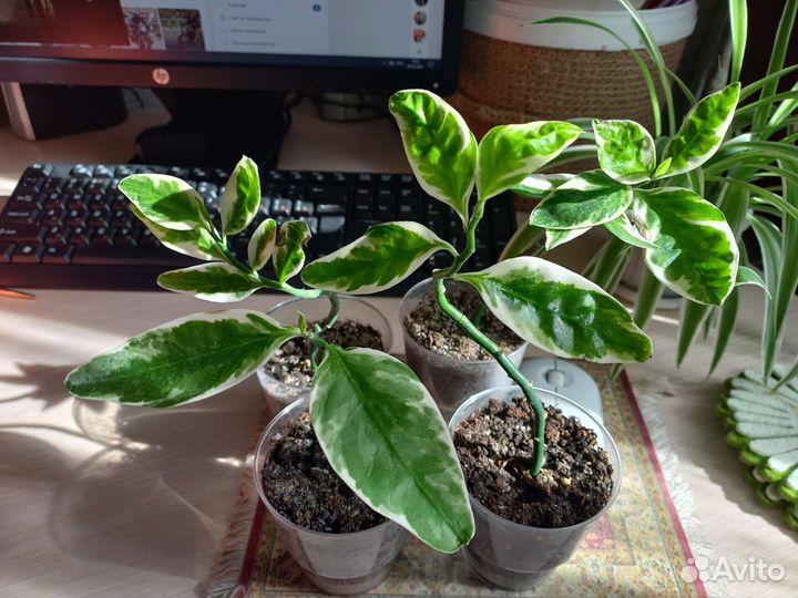 Педилантус