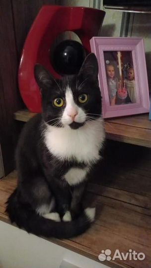 Котик очень ищет дом