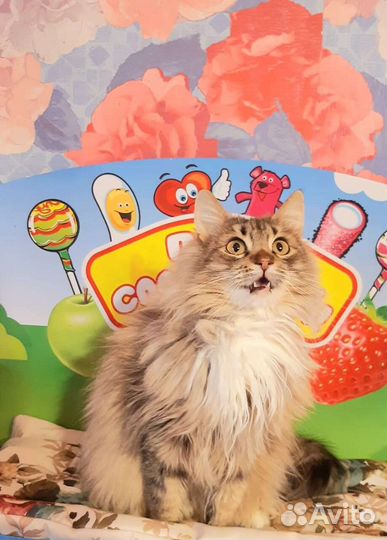 Пушистое облачко Ксюша