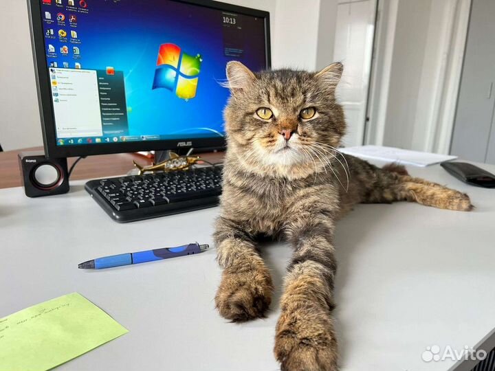 Котик в дабрые руки