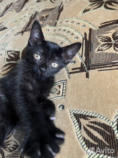 Котенок девочка в добрые руки