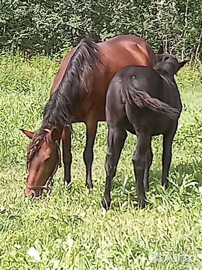 Лошадь с жеребенком