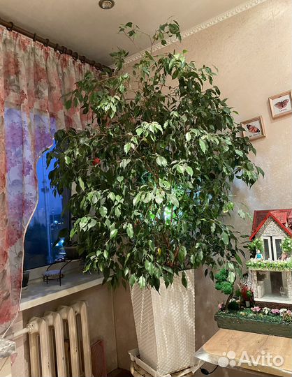 Фикус бенджамина большой