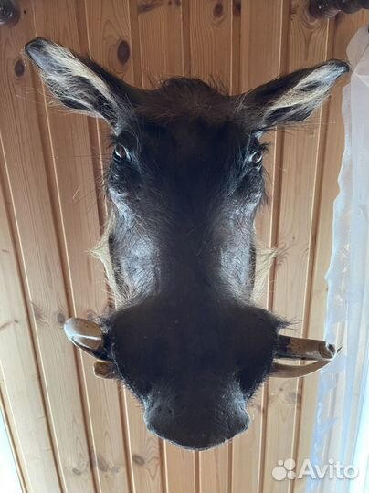 Чучело головы кабана