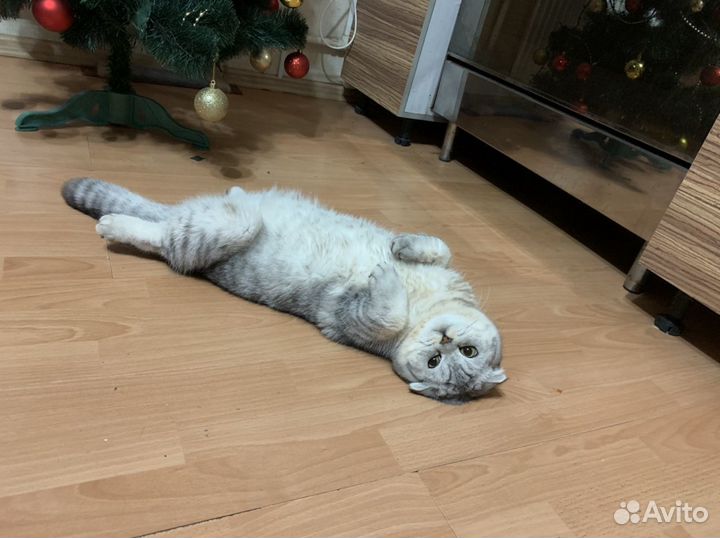 Вязка с шотландцем