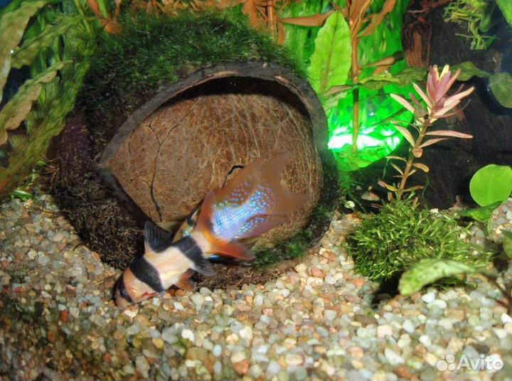 Кокос грот для рыбок ящериц змеек пауков
