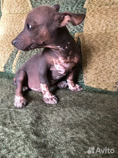 Китайская хохлатая