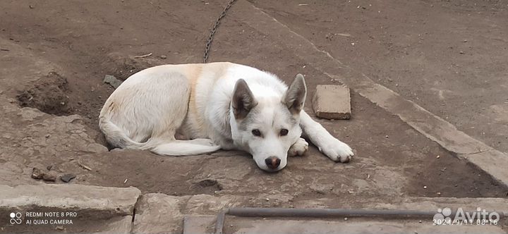 Хаски(помесь)