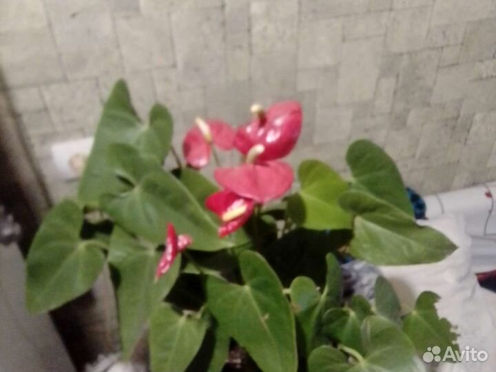 Комнатные цветы антуриум