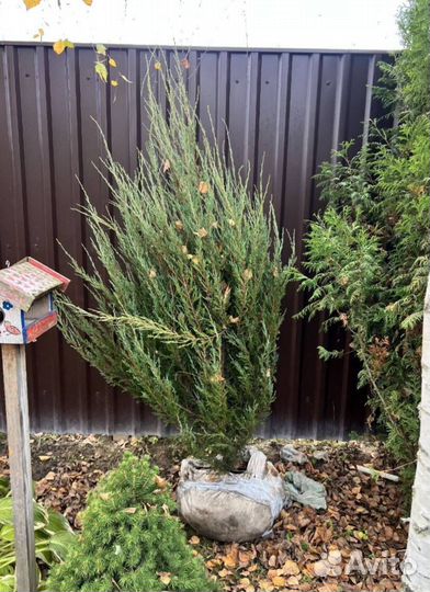 Можжевельник Блю Эрроу с бесплатной доставкой