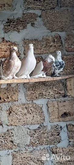 Голуби Азиаты