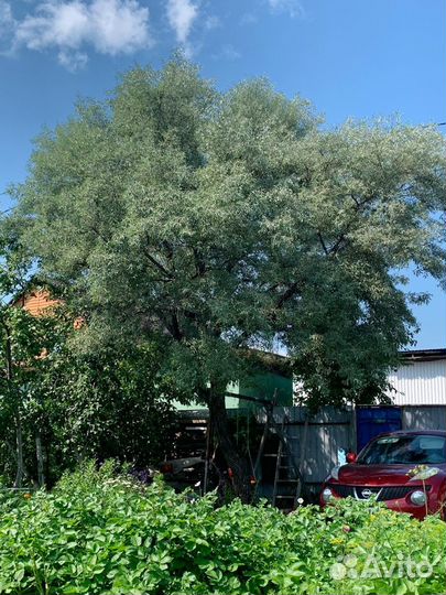 Лох узколистный серебристый