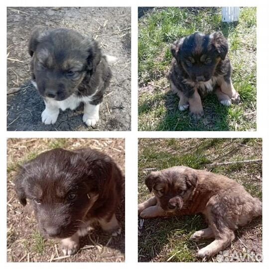 Собаки бесплатно