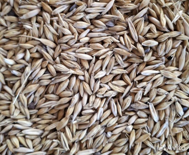 Ячмень, пшеница яровая, просо