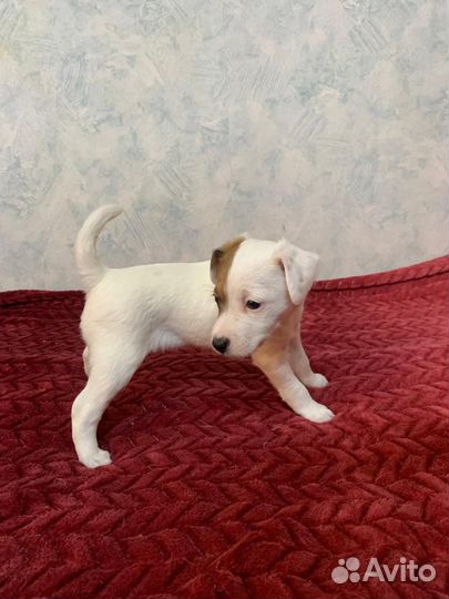 Щенки парсон рассел терьер