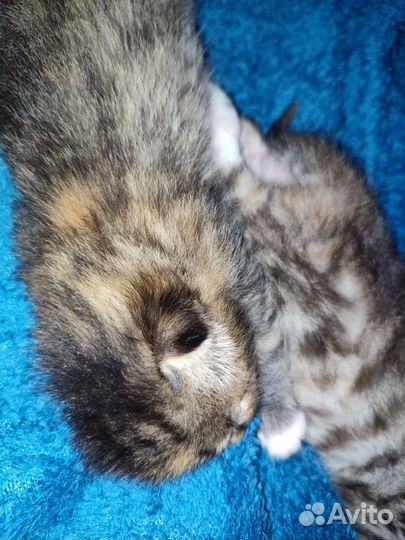 Шотландские вислоухие