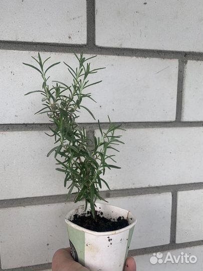 Розмарин,перец декоративный,пеларгония