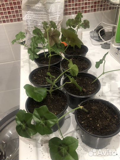 Герань пеларгония плющелистная