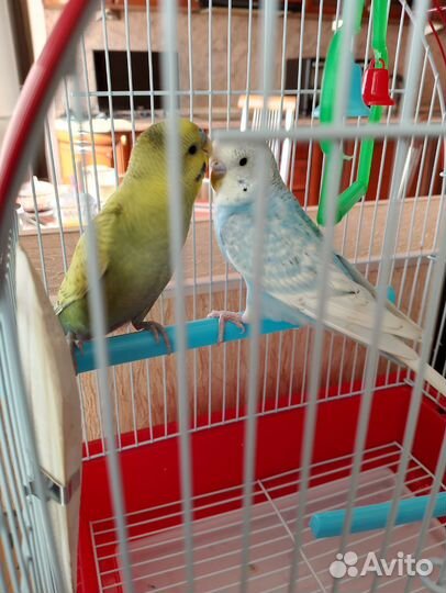 Волнистые попугайчики