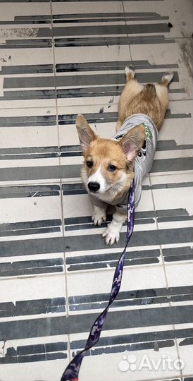 Продажа собак щенков