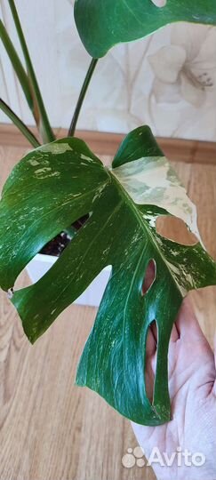 Монстера вариегатная Альба