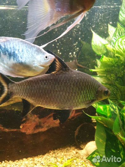 Акулий балу