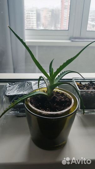 Комнатные цветы алоэ