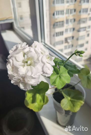 Пеларгония герань