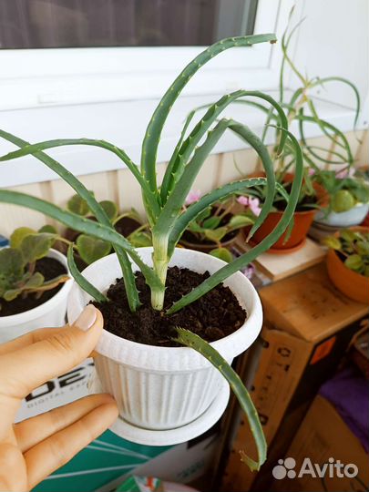 Алоэ в горшке
