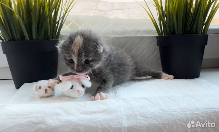 Малютка очень ждет свою маму