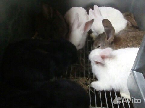 Кролик крольчата