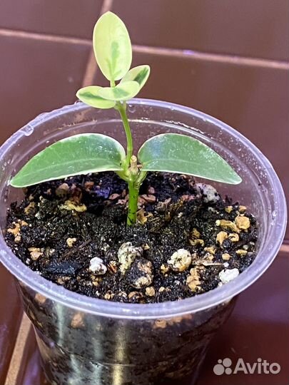 Хойя Кумингиана (Hoya Cumingiana)