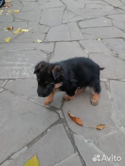 Немецкая овчарка