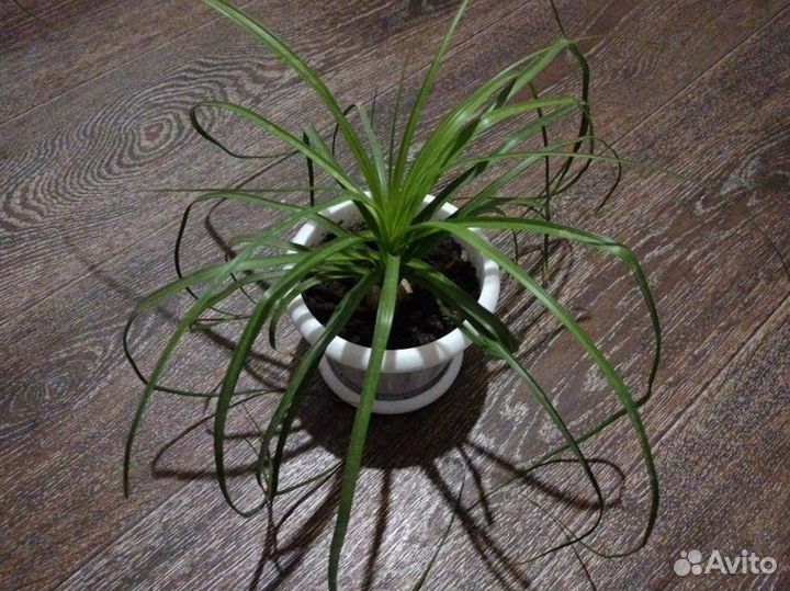 Лирато и другие